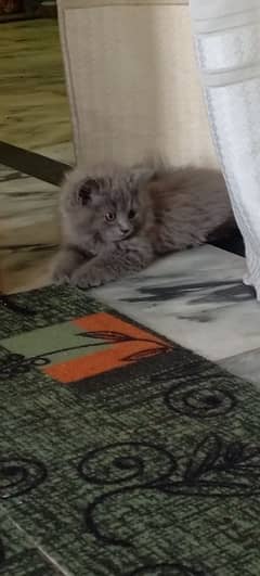 kittans for sale
