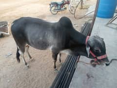 Bachra