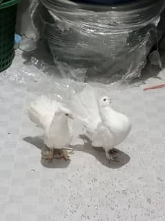 white laky exchange be o jay ga Kasi fiancy jory k sat