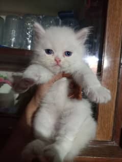 Persian