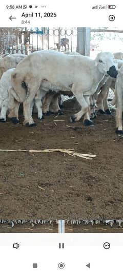 chakki wala betreen dumba for sale contact 03229505803 03172197362