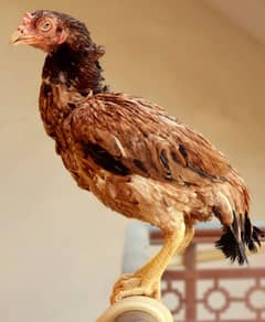 high quality old blood amroha Mianwali lasani breeder aseel murga hen