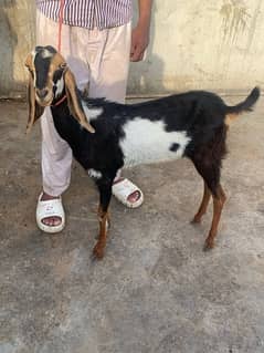 khassi