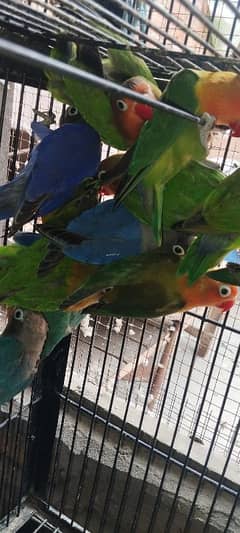 love bird pathy available 600 per piece