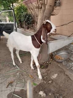 Beauty 2 dant bakra