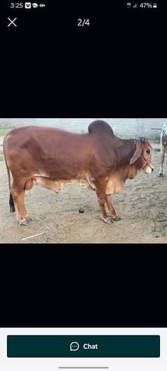 Qurbani