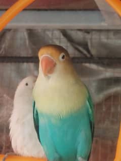 opaline lovebirds 03004153378