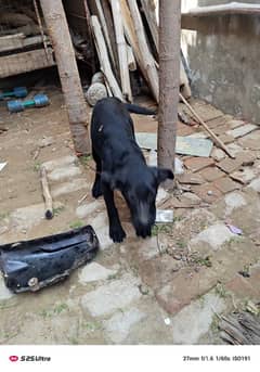 lebradog pure