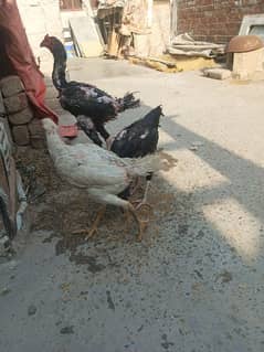 aseel shamo Cross patha Long heght