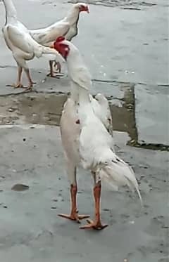 White O Shamo Trio