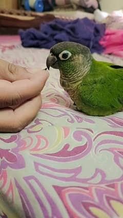 Conure