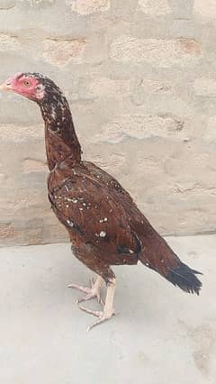 Aseel
