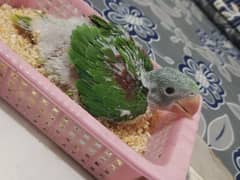 Raw chick