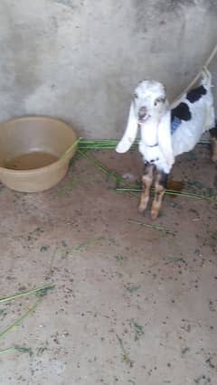 Cattle