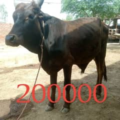 2 bulls