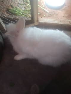 English angora