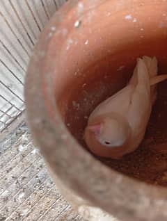 1 pair of cocktail and 1 pair of albino love birds
