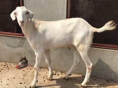Bakra