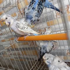 hogoromo Budgies