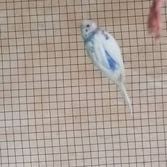 Budgie pair green and white healthy breeder