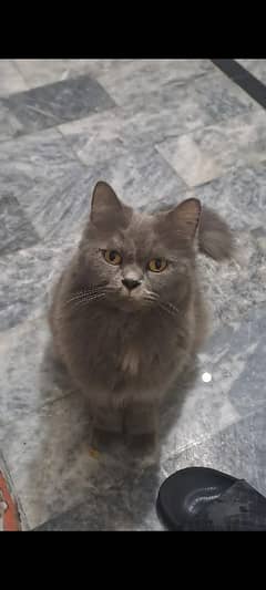 my cat is stolen