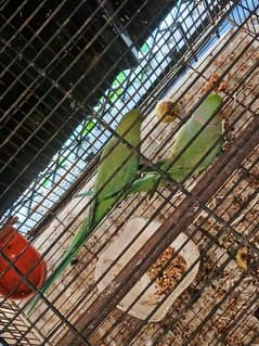 parrot