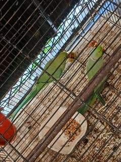 parrot