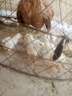 8 chiks available aseel high quality