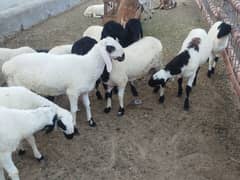 11,sy 12 month k male sheep qurbani k liye tayr
