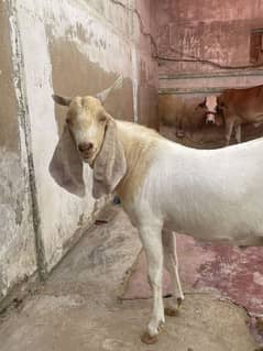 goat for sale
