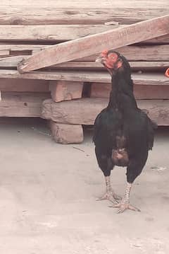 lasani aseel hens