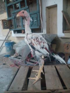 aseel pair for sale