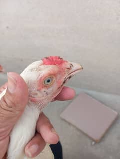 Heera Blue eye and Aseel chicks