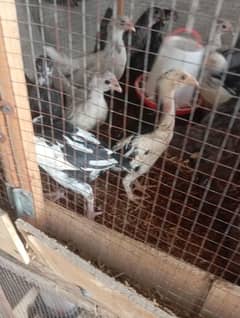 Heera Cross  Aseel chicks