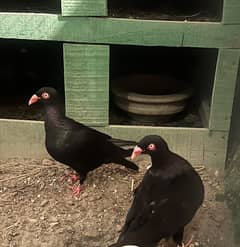 Breeder Danish Pigeons for sale