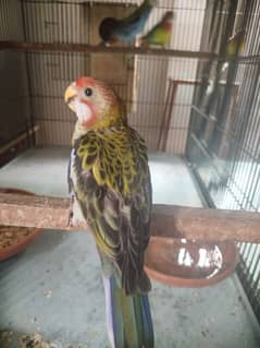 mealy rosella 2 chick