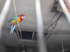 rosella pair