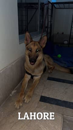 German Shepherd Female