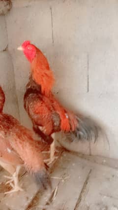 aseel mianwali