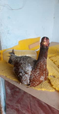 Aseel & Desi Hens for Sale