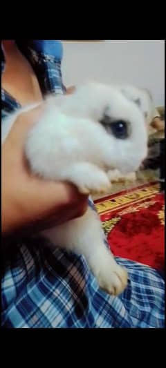 rabbit bunny