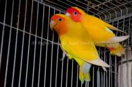 Birds