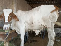 Pandi Female Heifer