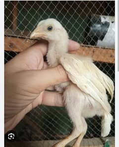 High Quality Heera | Paper White Chicks | Aseel Chicks | Aseel Pair