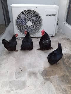 Black Bentum Breeder