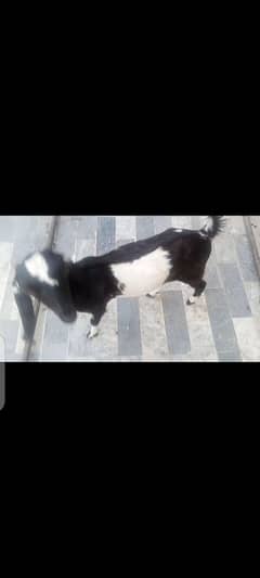 Bakri