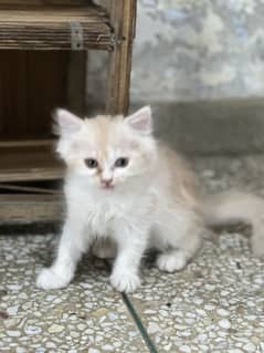 Persian kittens