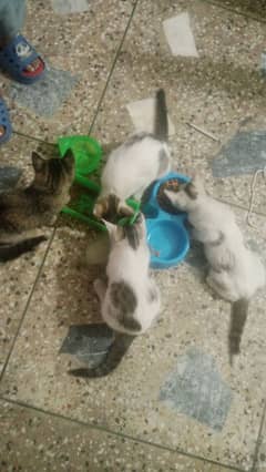 cute cat Persian stray mix