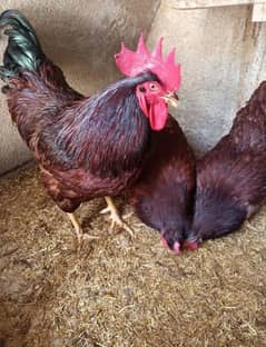 RIR Heritage Fertile Eggs | Roosters Available