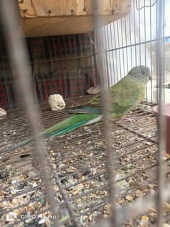 Red Rump Breeder Female